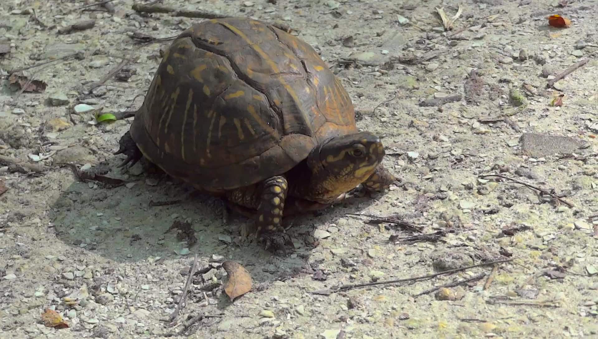 Turtle videos. Черепахи. Tortoise walk. Walking Turtle. A Tortoise walks gif.