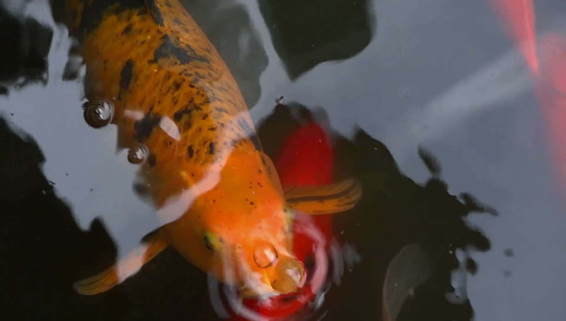 Royalty Free Stock Koi Fish in Pond Video Footage Clip - Vidsplay.com