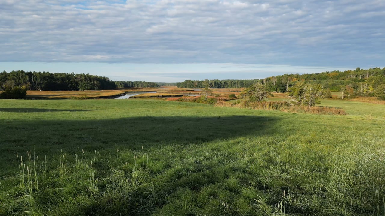 Royalty Free Stock Grass Field Meadow Video Footage Clip - Vidsplay.com