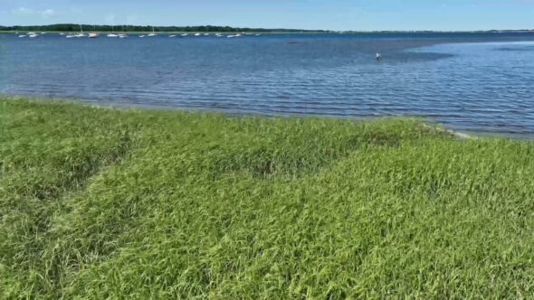 Grassy Ocean Coastline